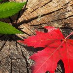 Legalization of Cannabis in Ontario and What It Means for Canadian Business